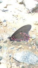 Mimoides thymbraeus thymbraeus