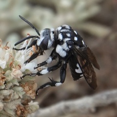 Thyreus histrionicus