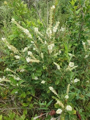 Clethra tomentosa