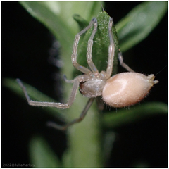 Corinnoidea