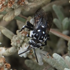 Thyreus histrionicus
