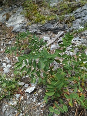 Hedysarum occidentale