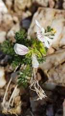 Pelargonium quarciticola