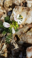 Pelargonium quarciticola
