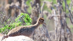 Nothoprocta perdicaria