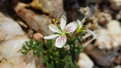 Pelargonium quarciticola