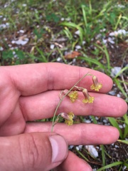 Anticlea occidentalis