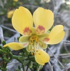 Roepera spinosa