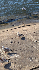 Chroicocephalus ridibundus