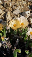 Monilaria chrysoleuca