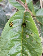 Epilachna mexicana