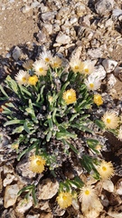 Monilaria chrysoleuca