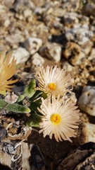 Monilaria chrysoleuca