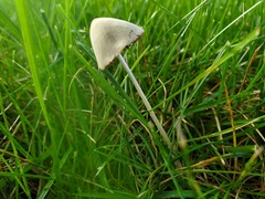 Conocybe apala