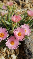 Monilaria chrysoleuca