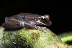 Osteocephalus yasuni