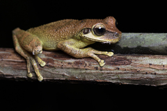 Osteocephalus yasuni