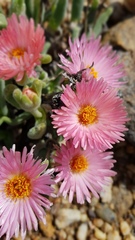 Monilaria chrysoleuca