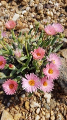 Monilaria chrysoleuca