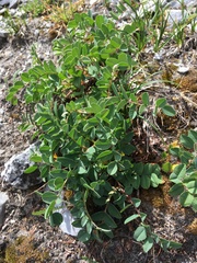 Hedysarum occidentale