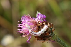 Eupithecia centaureata