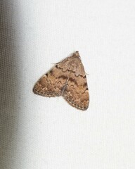 Idia concisa