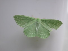 Geometra papilionaria