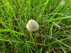 Conocybe apala