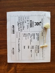 Conocybe apala
