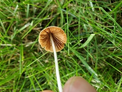 Conocybe apala