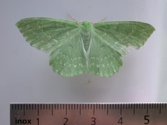 Geometra papilionaria