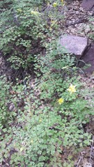 Aquilegia longissima