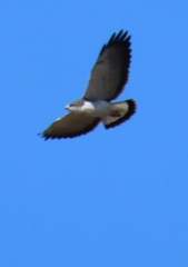 Geranoaetus polyosoma polyosoma