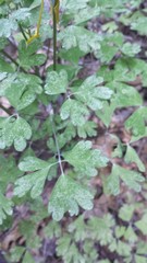 Aquilegia longissima