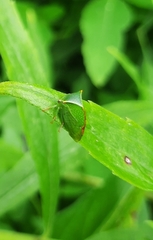 Stictocephala militaris