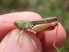 Stenobothrus lineatus