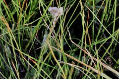 Antennaria pulcherrima