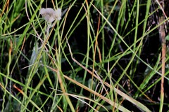 Antennaria pulcherrima