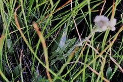 Antennaria pulcherrima