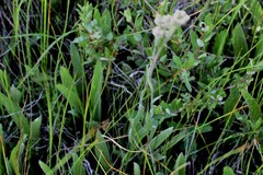 Antennaria pulcherrima