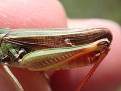 Stenobothrus lineatus