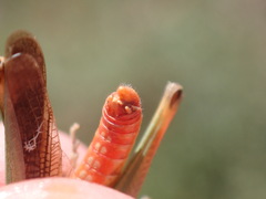 Stenobothrus lineatus