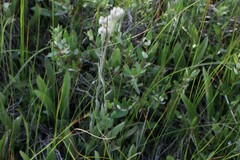 Antennaria pulcherrima