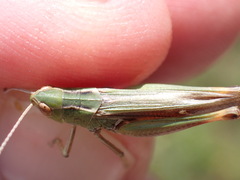 Stenobothrus lineatus