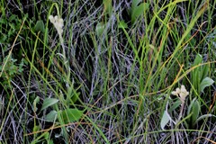 Antennaria pulcherrima