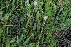 Antennaria pulcherrima