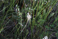 Antennaria pulcherrima