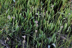 Antennaria pulcherrima