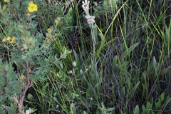 Antennaria pulcherrima