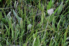 Antennaria pulcherrima